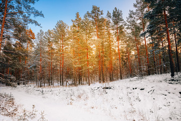 Sunset sunrise in beautiful winter snowy forest