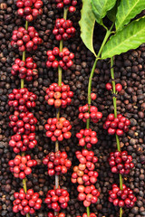 Coffee beans ripening on dried berries coffee beans backgourng