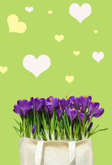 Abstrakt background with crocuses for greetings Happy Valentine