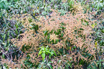 Close-up bouquet of mango.