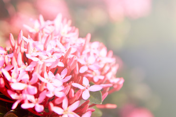 Fototapeta premium Vintage pink flower background