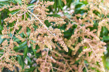 Close-up bouquet of mango.
