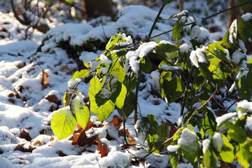 Naklejka premium Eine Birke im Winter