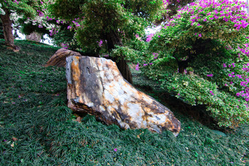 Petrified Wood in Garden.