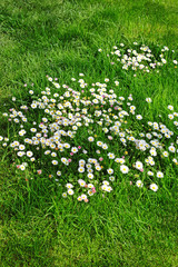 Fr&uuml;hlingswiese mit G&auml;nsebl&uuml;mchen