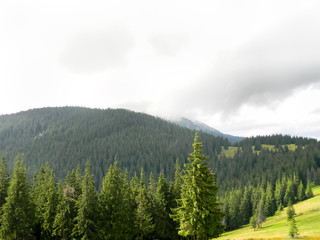 Mountains covered by green pine forest