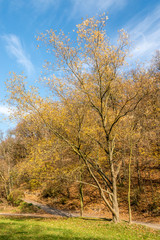 Fox valley in Bratislava with big oak tree at November