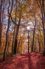Forêt d'automne 