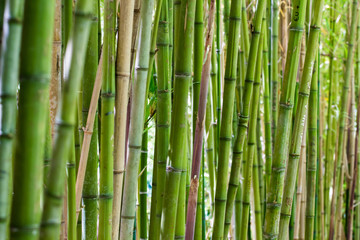 Fototapeta na wymiar Parede de Bambu