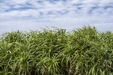 残波岬のアダンの若木