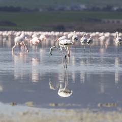 Pink and grey flamingos at the salt lake of Larnaca, Cyprus