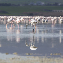 Obraz premium Pink and grey flamingos at the salt lake of Larnaca, Cyprus