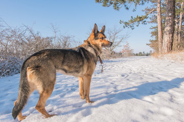 Fototapeta na wymiar Deutscher Schäferhund im Schnee