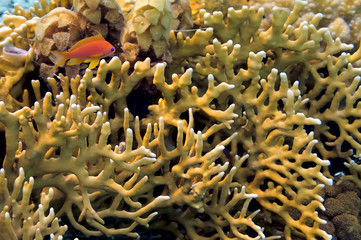 Naklejka na ściany i meble Millepora fire coral. Red Sea