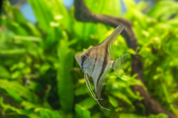 Angelfish Pterophyllum scalare