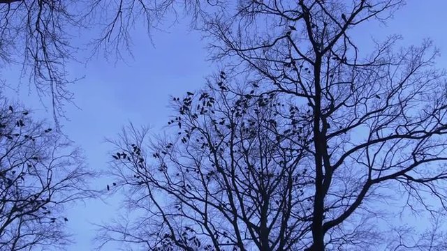 A big flock of birds fly around and gather in big trees at dusk / sundown. Silhouettes against a blue sky - with sound, moving shot with camera pan. Shot in 4k. Location: Southern Sweden (Lund)
