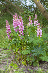 Lupine in tuin