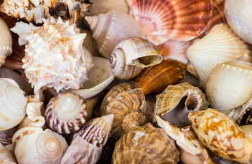 viele Muscheln Texture