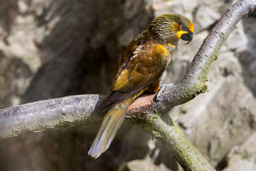 The court parrot ,colorful