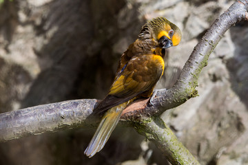 The court parrot ,colorful
