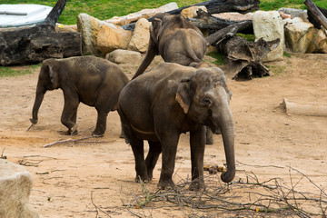 elephant calf following its mother