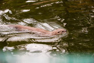 Floating river otter