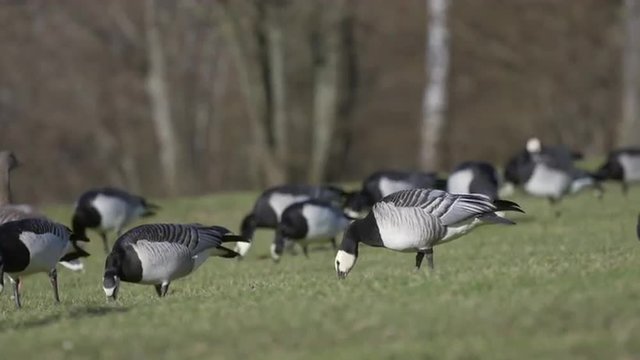 A group of barnacle geese (and a few greylag geese) grazing on green grass in their natural environment. Shot in 4k. Location: Southern Sweden (Lund, Lomma)
