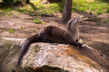  otter standing on a rock with prey in the teeth