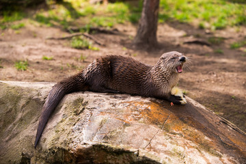  otter standing on a rock with prey in the teeth