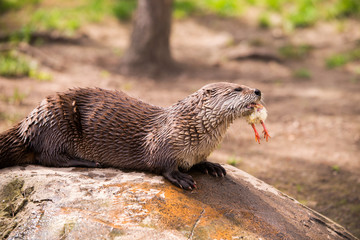  otter standing on a rock with prey in the teeth