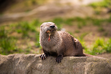  otter standing on a rock with prey in the teeth