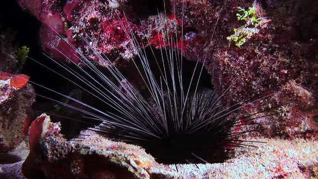 Sea urchin at night on the sea reef in Bahamas. Amazing, beautiful underwater world Bahamas and the life of its inhabitants, creatures and diving, travels with them. 