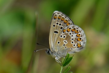 Fototapeta na wymiar Kelebek-Butterfly