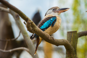 Beautiful blue Kingfisher bird