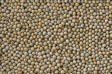 Organic soybean for background