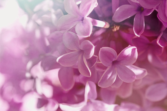 Flowers of purple blooming lilacs