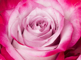 beautiful fragrant flower pink rose