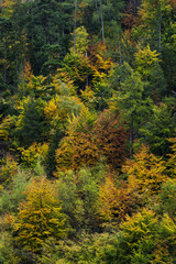 Bunter Schweizer Herbstwald im  Wallis, Schweiz