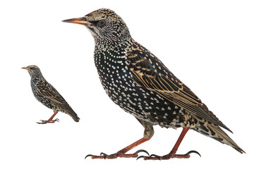 Starling