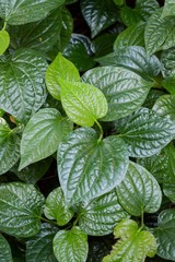 Wild Betel Leafbush tree in garden , Piper sarmentosum Roxb