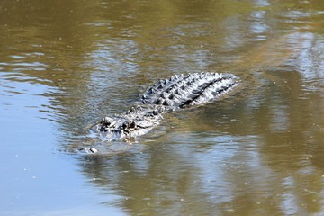 Crocodile