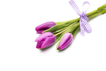 Tulips on the white background.
