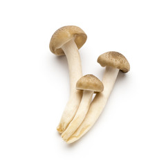 Mushroom on the isolated background.