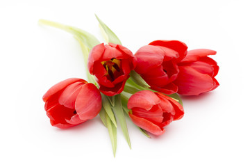 Tulips on the white background.