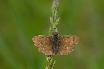Paslı Zıpzıp - Erynnis tages