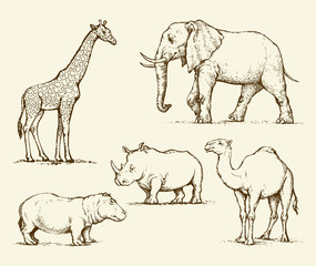 African animals. Vector drawing