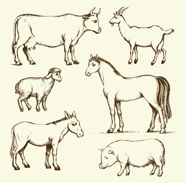 Farm animals. Vector drawing