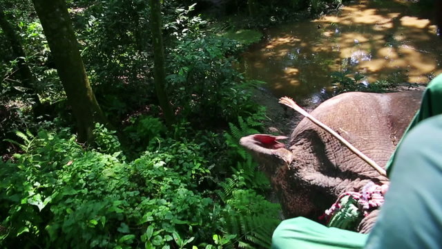 Riding on elephants back, Chitwan, Nepal