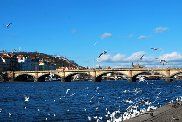 Fototapeta na wymiar Seagulls flying upon in the river