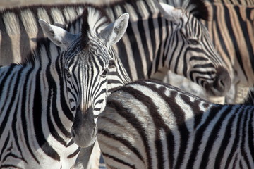 Zebra portrait in Etosha, Namibia. Etosha National Park is a national park in northwestern Namibia.